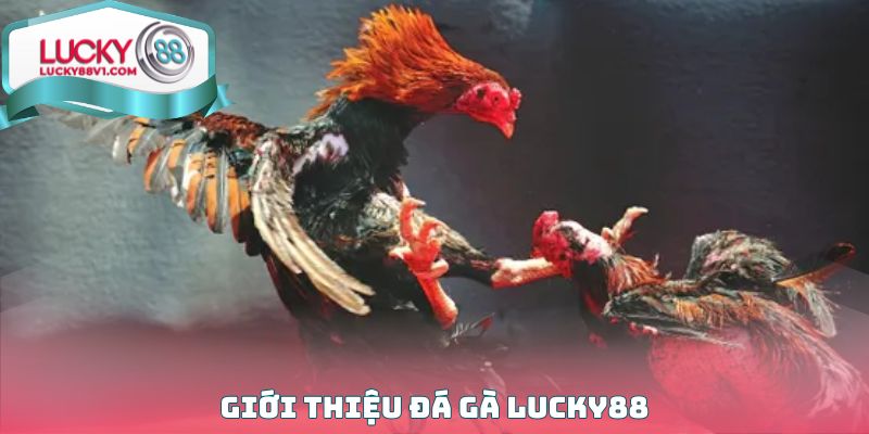 Giới thiệu Đá gà Lucky88